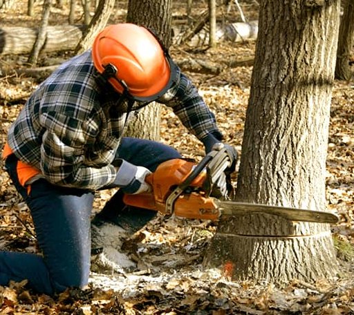 Tree Removal in Cobbs Creek, VA